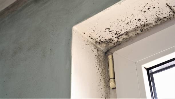 Mold Documentation for Insurance Claims in Kirksville, MO